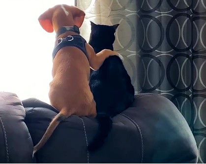 Best Buddies: You’re Not So Bad For A&nbsp;Cat!