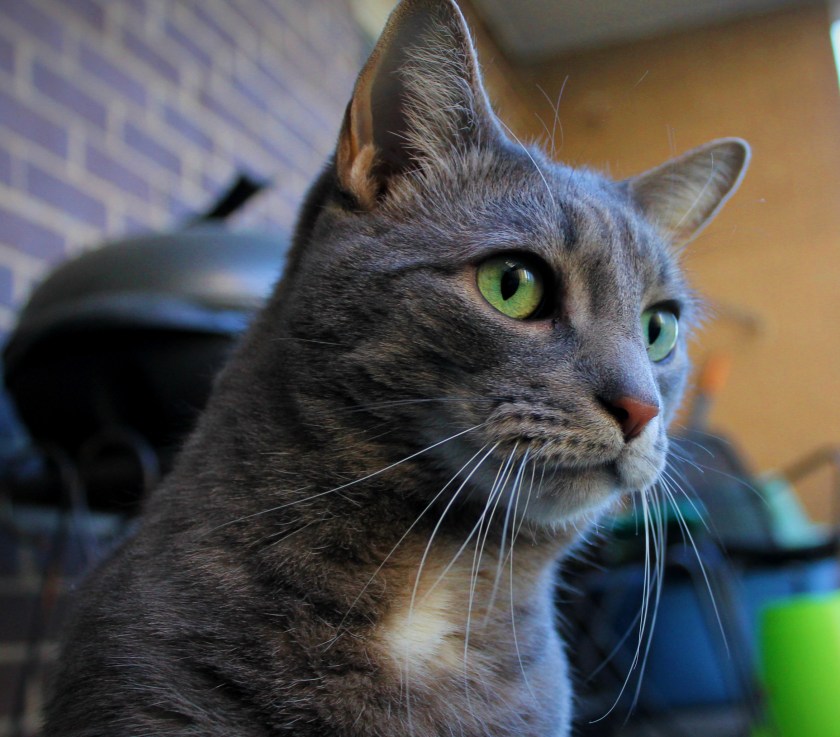 buddy_march2020_funny