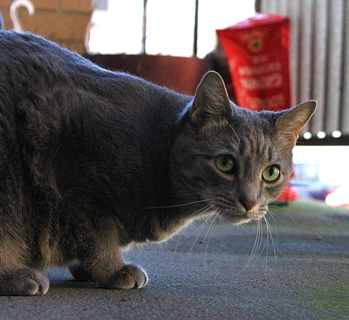 Hug Your Cats Tight, Don’t Let Them Out Of&nbsp;Sight