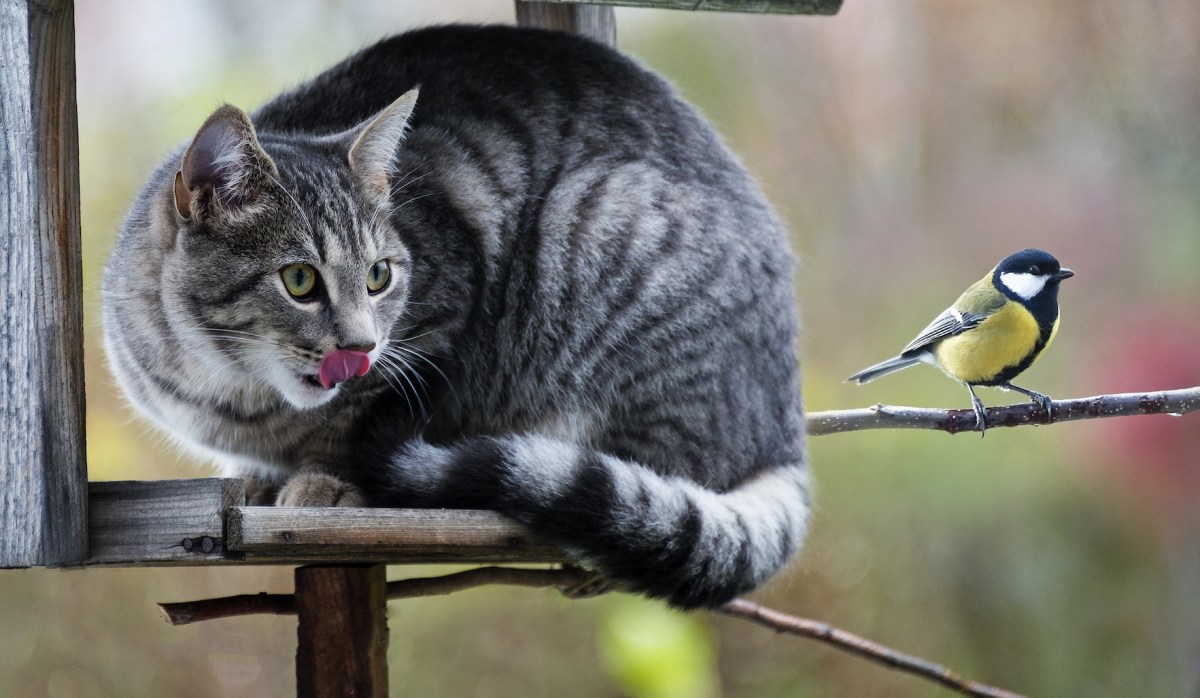 No, A Study Did Not Conclude Cats Kill 20 Billion Birds And Small Animals&nbsp;Yearly