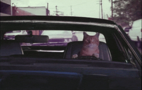 catdriving4