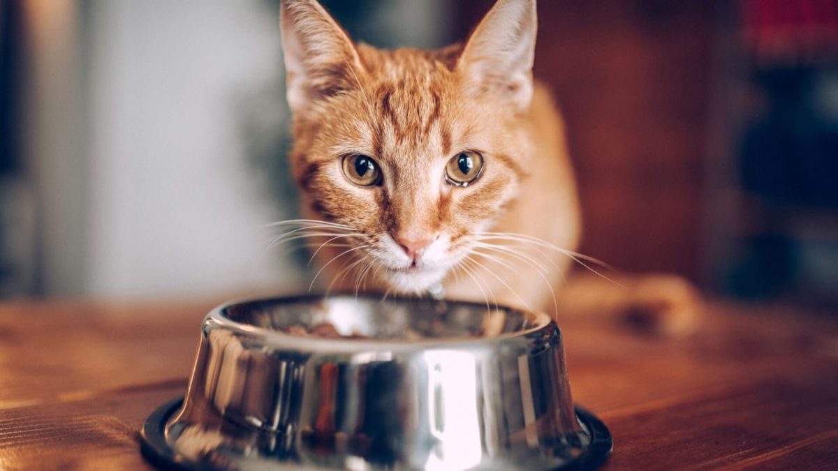 Cat Food Is Loaded With Mystery Ingredients, Study&nbsp;Says