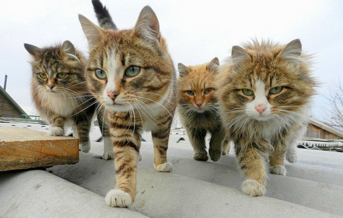 Cat Gang