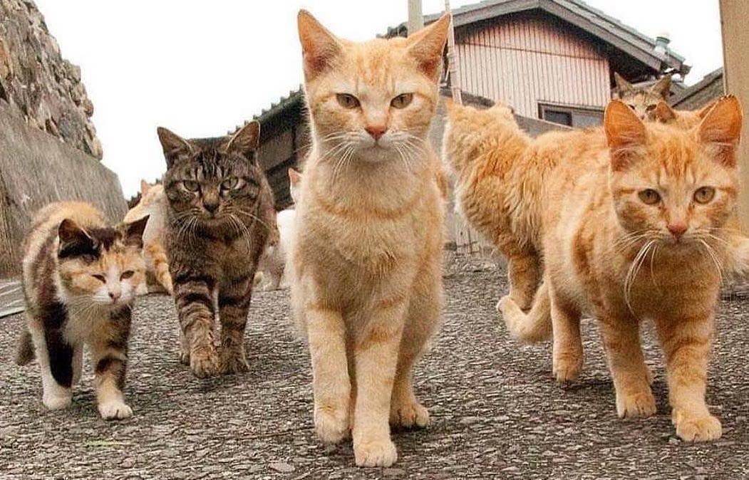 Innocent Cats Hit In Drive-By Spraying As Brutal Catnip Wars&nbsp;Escalate