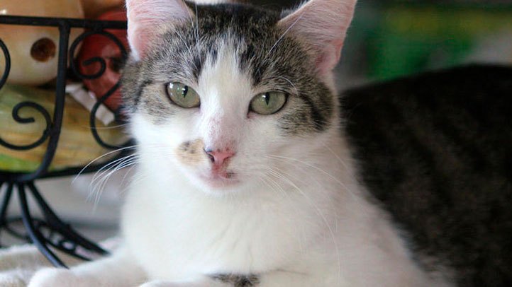 The Mixed Legacy of CC the Cloned Cat – Pain In The Bud