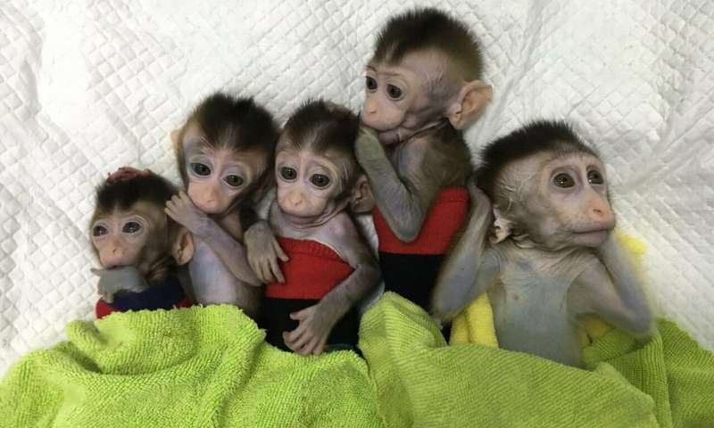 Cloned Monkeys from China