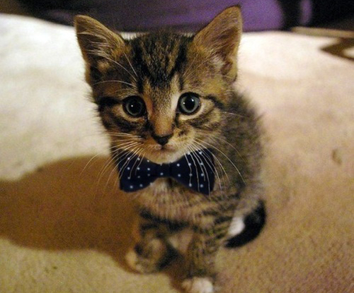 These Are The Top Male Cat Names For&nbsp;2020