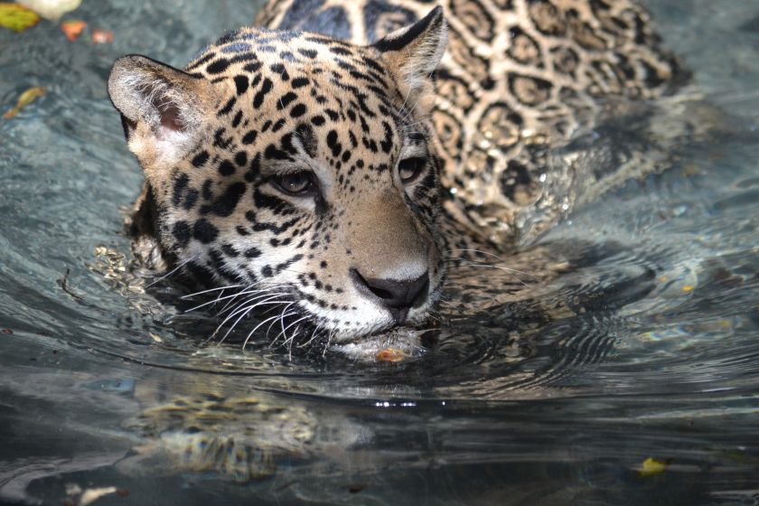 jaguarwater