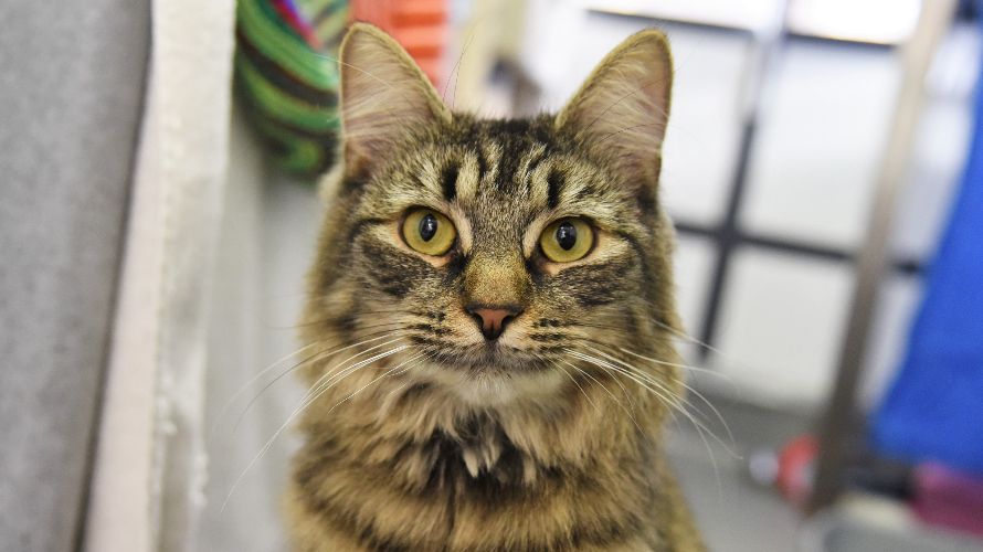 Shelter Throws A Birthday Party For An Adoptable Cat, No One Shows&nbsp;Up