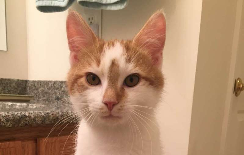 Can You Spot The Cat In This&nbsp;Photo?