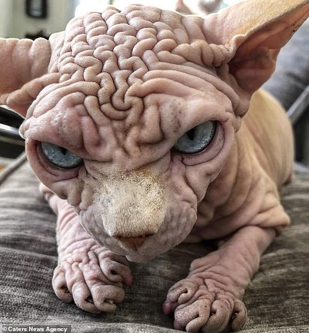 This Cat Looks Like He’ll Murder You In Your&nbsp;Sleep