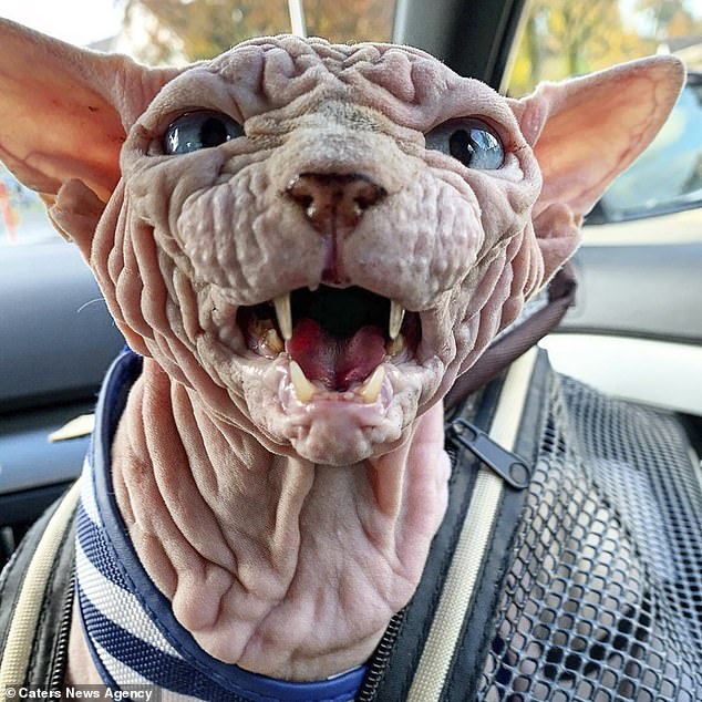 sphinxcat