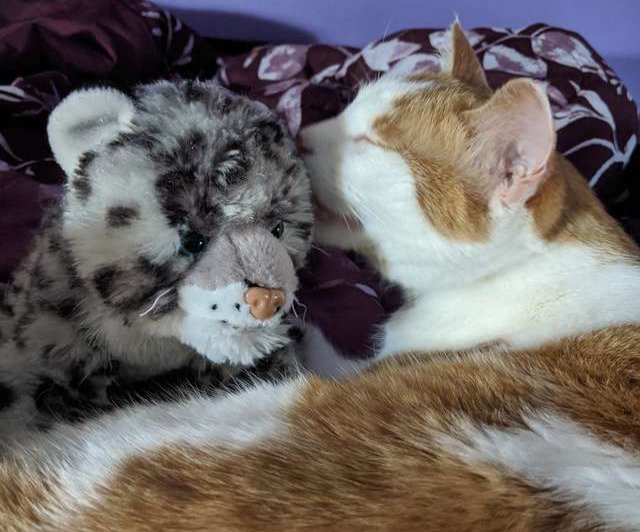 Patient Cat Watches Grandma Mend His Beloved&nbsp;Toy