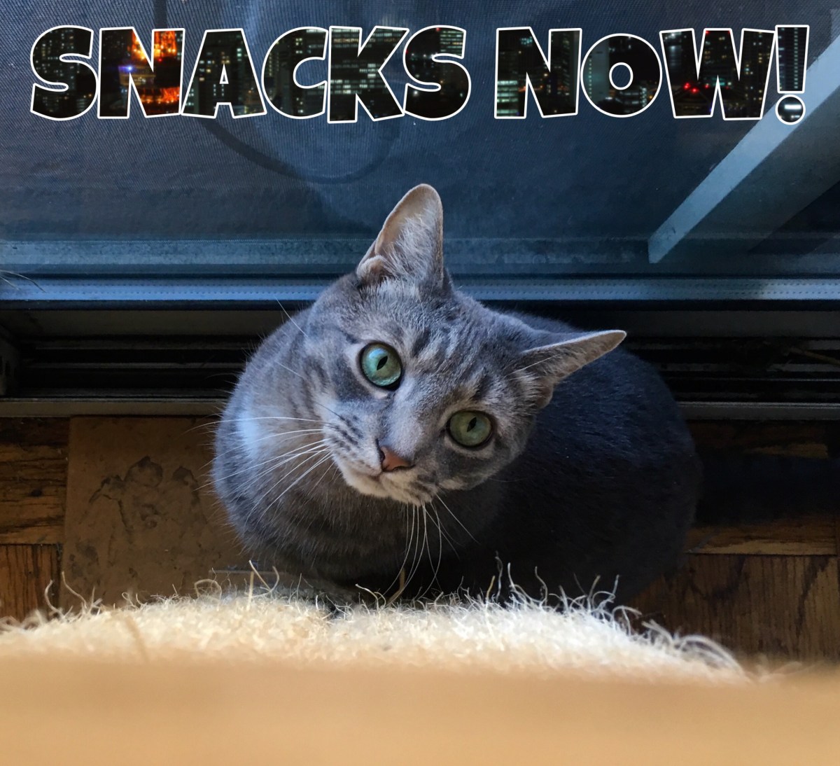 Buddy’s Adoptaversary & His Blog’s 1st&nbsp;Anniversary!