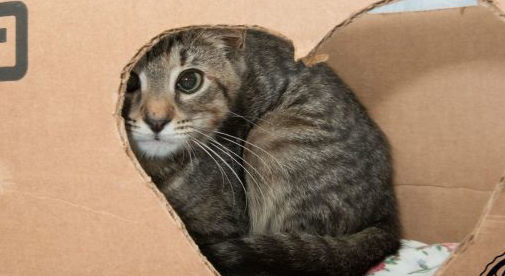 Can You Spot The Cat In This Photo? Pt.&nbsp;III