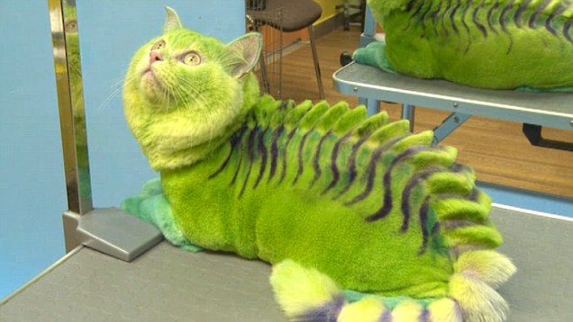 How Are These Cats NOT Murdering Their&nbsp;Humans?