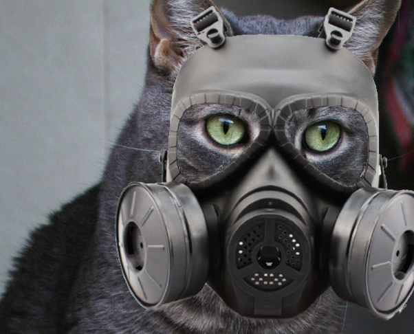 Dear Buddy: Everyone’s Acting Like Cats Have&nbsp;Cooties!