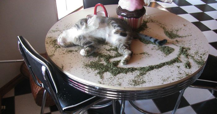 Los Gatos Issue Social Distancing Rules For Catnip&nbsp;Dealers