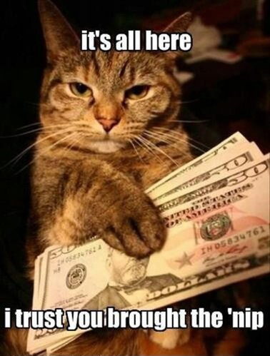 catnip3