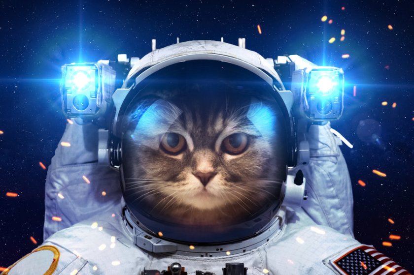 catsinspace3