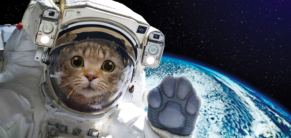 NASA: We’re Pretty Sure Cats Can’t Commandeer Our&nbsp;Spacecraft