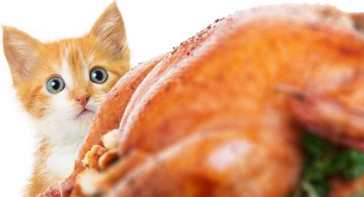 Cat and Turkey