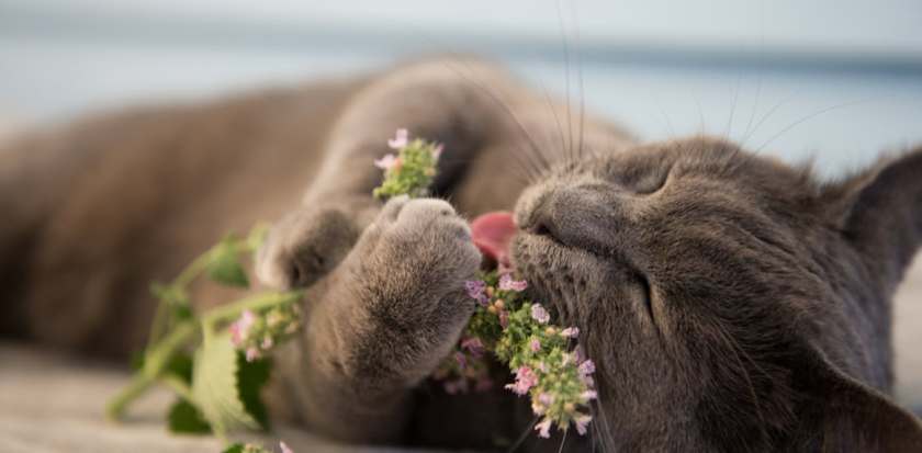 FEF8FD76-0CD4-4431-BDD7-6BEEC009D956