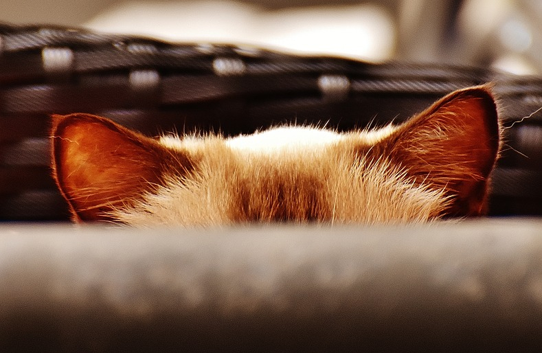 Can You Spot The Cat In This&nbsp;Photo?