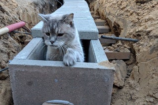 Feds Unearth Catnip Smuggling Tunnel Between Gatos Cartel Stash House, Animal&nbsp;Control