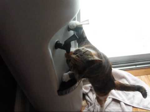 This Cat Knows How To Use A Water&nbsp;Cooler