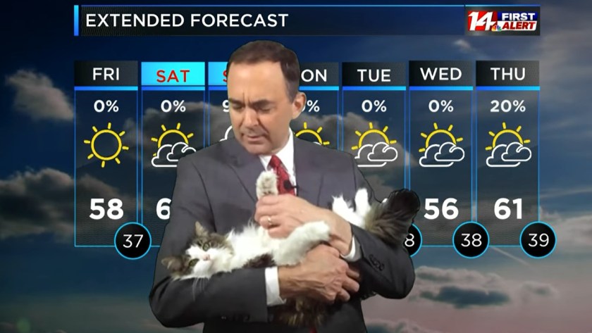 Betty-Weather-Cat-Featured