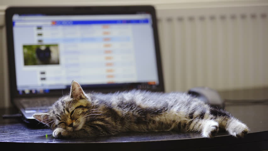 catcomputer3