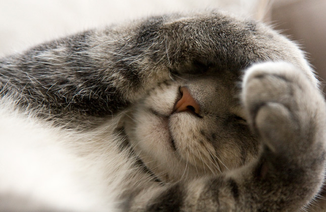 This Cat Can’t Stand His Human’s&nbsp;Singing