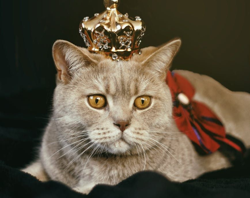 Dear Buddy: How Did Cats Acquire Human&nbsp;Servants?