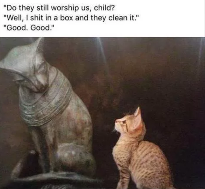 catworship