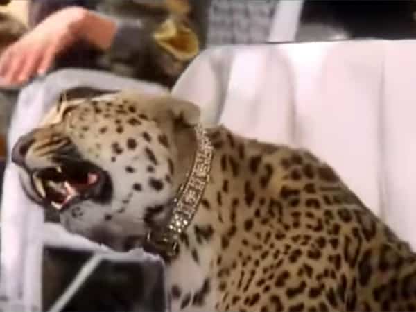 JosephineBakerStory-1991-paris-1920s-cheetah