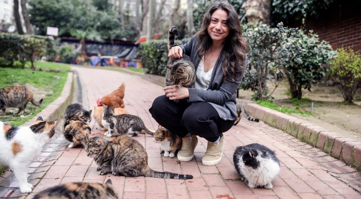 A Cat Really Did Bring Her Kitten To An ER In&nbsp;Instanbul