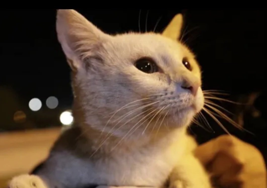 Another Cat Proves We’ve Been Seriously Underestimating His Species’&nbsp;Intelligence