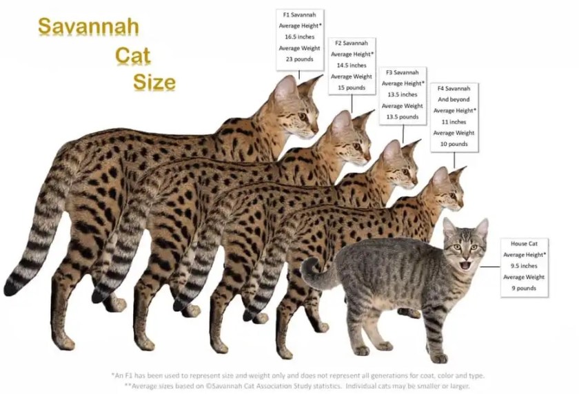 savannahcatsize