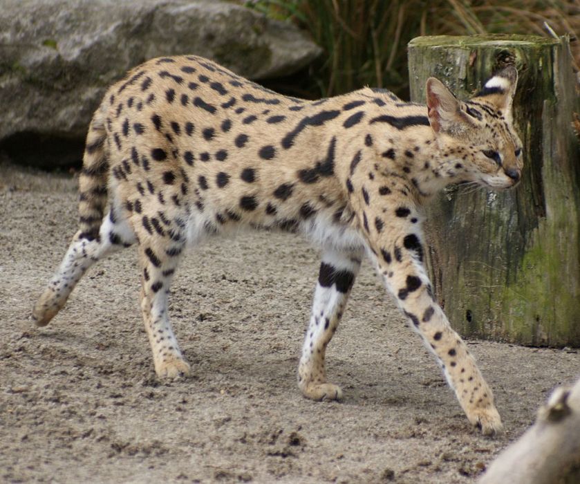 serval