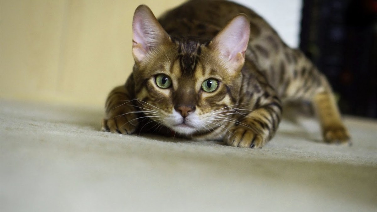 Can You Find The Cat In This Photo?&nbsp;VI