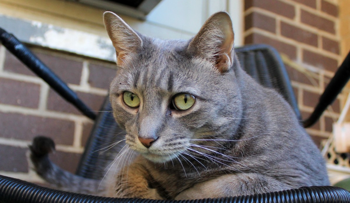 Buddy Denounces ‘Cat World Domination&nbsp;Day’