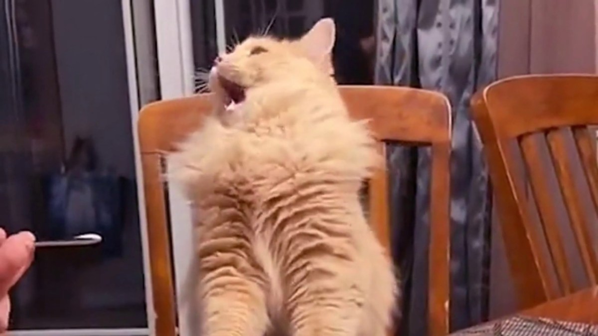 Is It Animal Abuse To Give Your Cat Ice&nbsp;Cream?