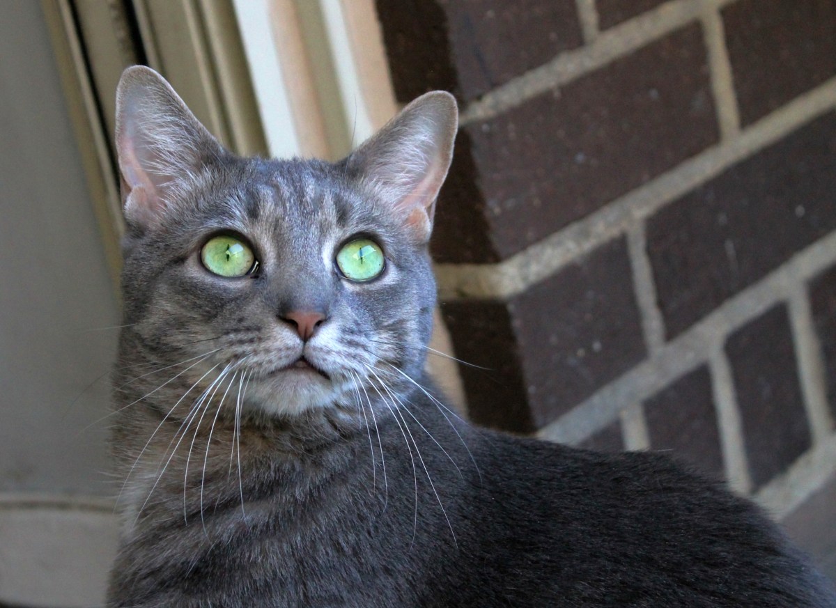 Now There’s A Mail-In DNA Test For&nbsp;Cats