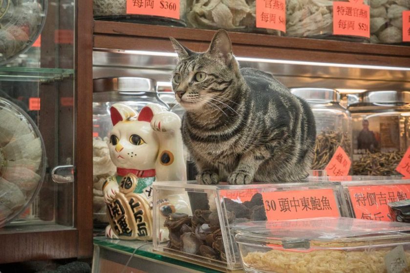 Cat in Hong Kong