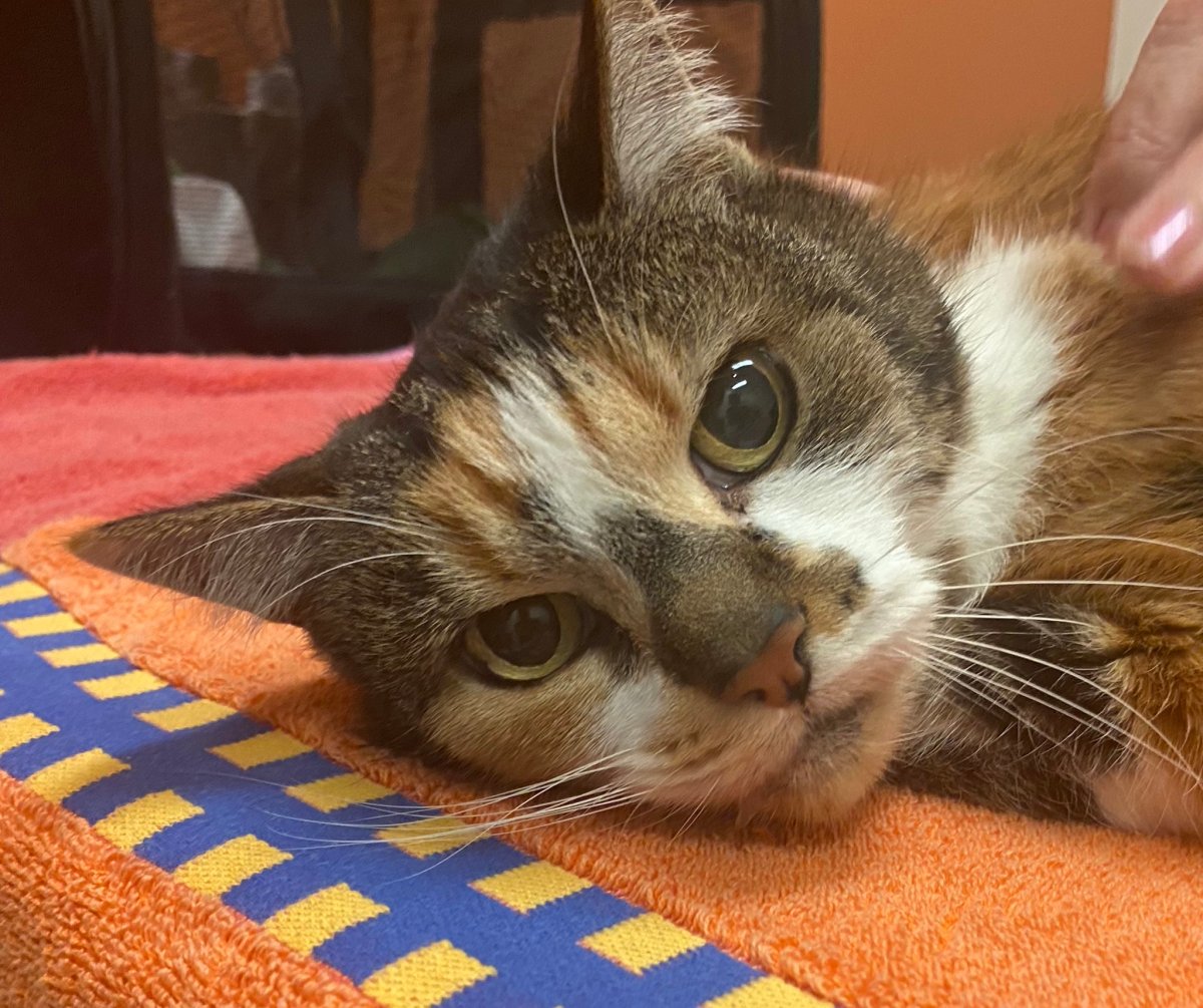 Russell Crowe Pays Tribute To His Late Cat&nbsp;Cinders