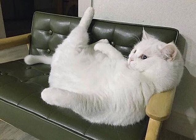 Notorious Mob Cat Capo Escapes Animal&nbsp;Control