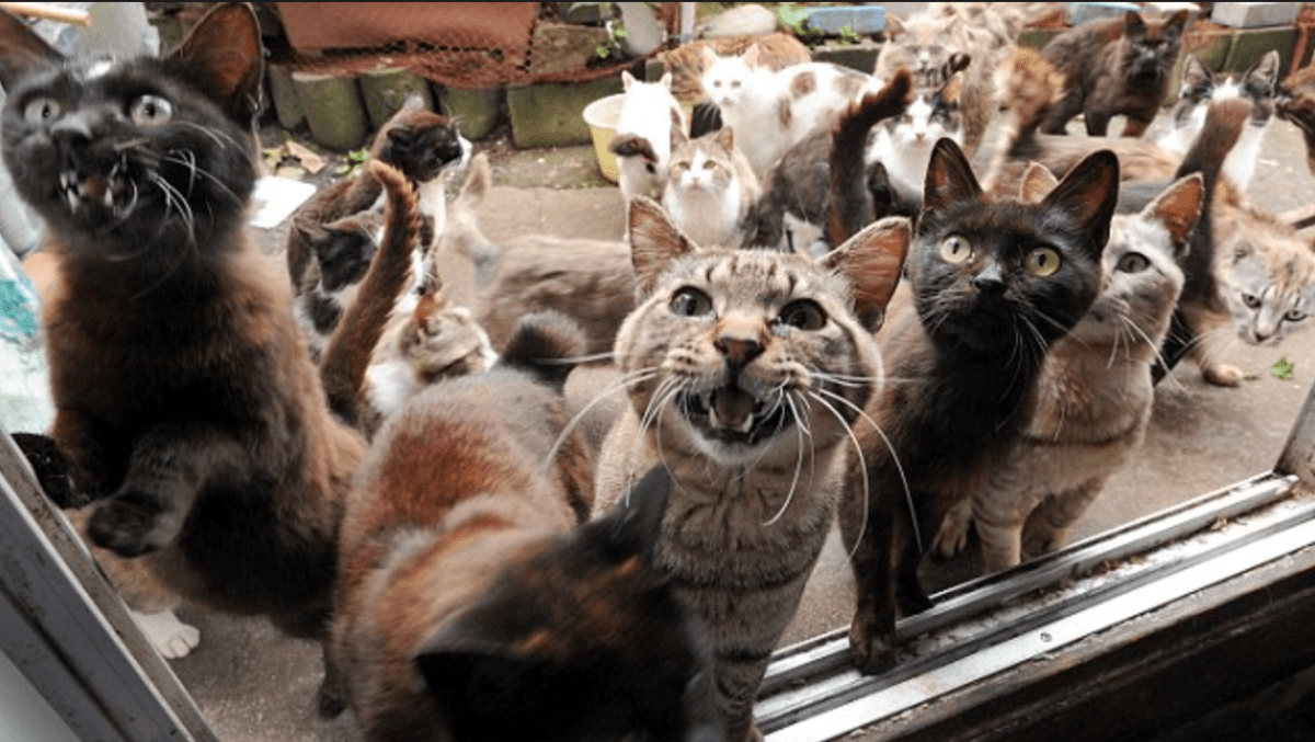 Man Divorces Queen Of All Crazy Cat&nbsp;Ladies