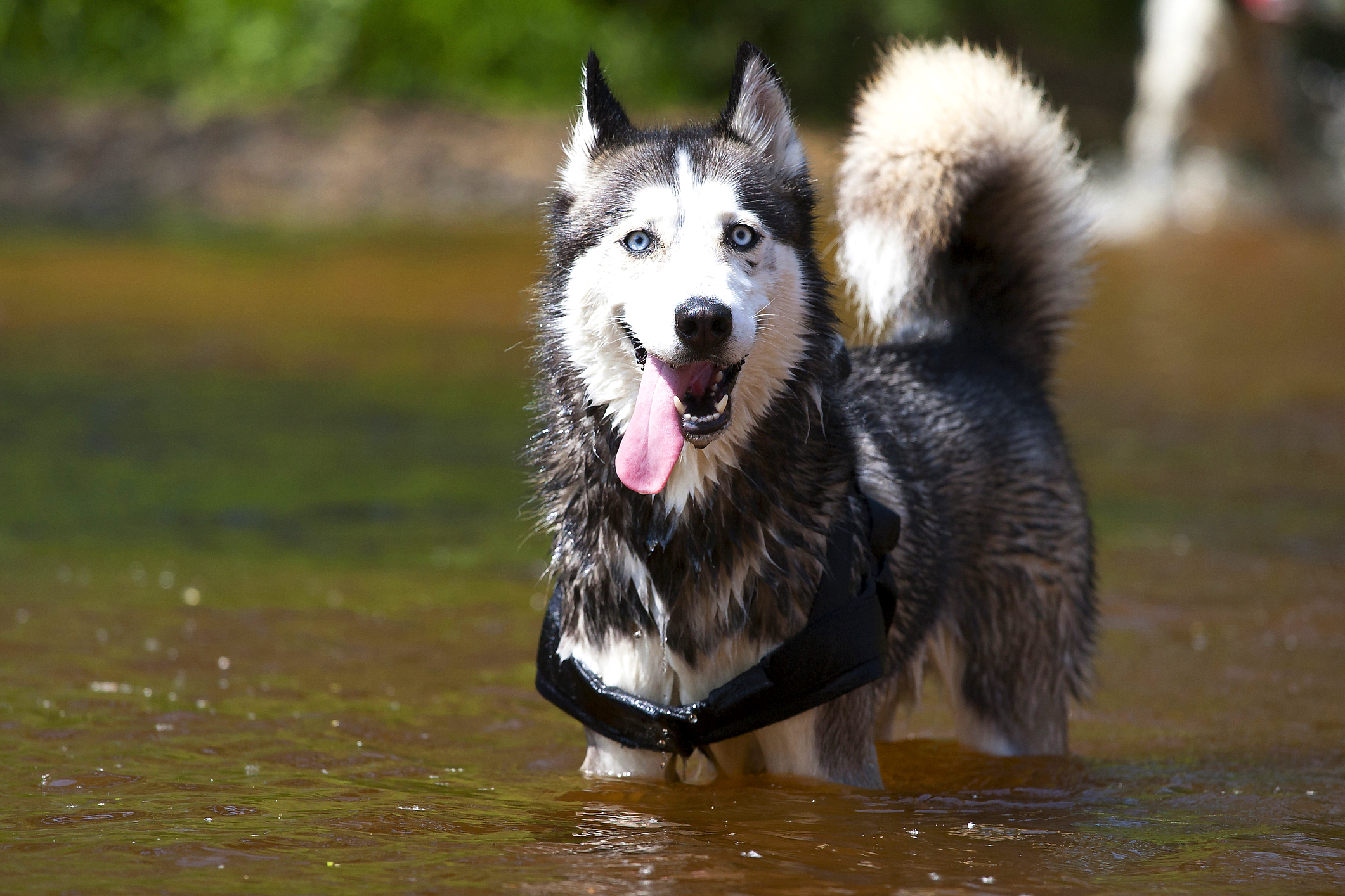 A wet Siberian Husky!
