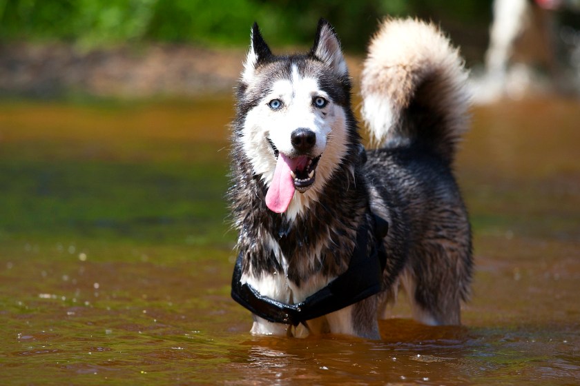 A wet Siberian Husky!